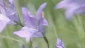 "Армения".  Анатолий Днепров.