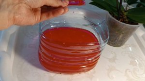 Уход за орхидеей без корней✅Обработка препаратом  МАКСИМ💊 Orchid care without roots