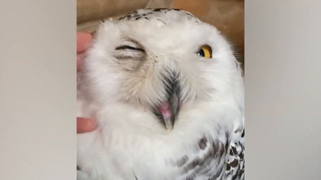 हेडविग? अजीब जानवर।Hedwig? funny animals.Букля? прикольные животные. смотреть онлайн