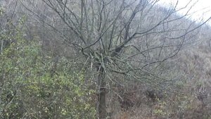 Ловля крапивника.