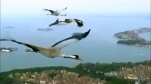 ЖУРАВЛИ Здесь под небом чужим КЛИП под МИНУС voc вок нр исп  А  Лебедев Видео от 2019 г 26 06 2023