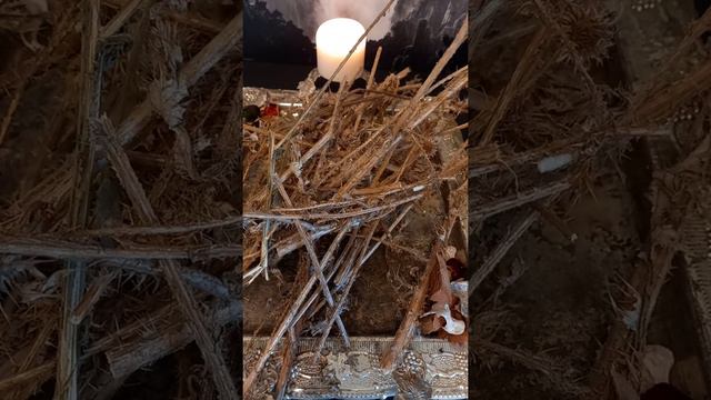 Чертополох магические свойства