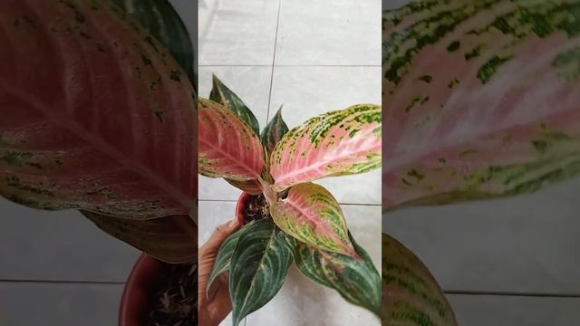 aglaonema pink beauty #aglaonema #tanamanhias