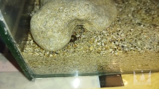 Скорпионы роют норы в песке (scorpions dig holes in the sand) смотреть онлайн