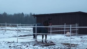Абердин Ангус Бычки, Коровы, Тёлочки, Телята Продажа. Ферма