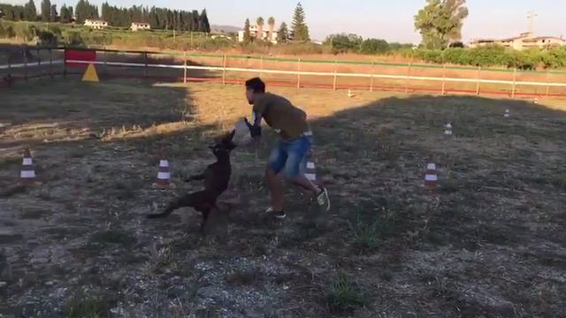 Dobermann ares attacchi смотреть онлайн