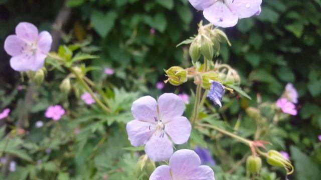 geranium pratense mrs Kendall Clark смотреть онлайн