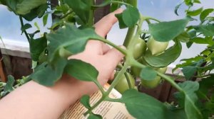 Какие томаты не требуют пасынкования.