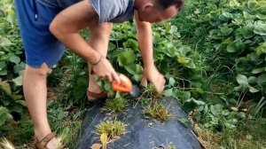 Обрезка листа клубники.Что нужно сделать после плодоношения клубники.Ножницы садовые аккумуляторные