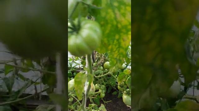 Томат розмарин очень вкусный ? смотреть онлайн