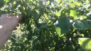 ПЕРЕЕЗД В ДЕРЕВНЮ \\ КЛИМАТ ПСКОВСКОЙ ОБЛАСТИ