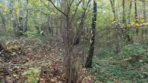 Тропарёвский парк на реке Самородинке прогулка 13.10.2023