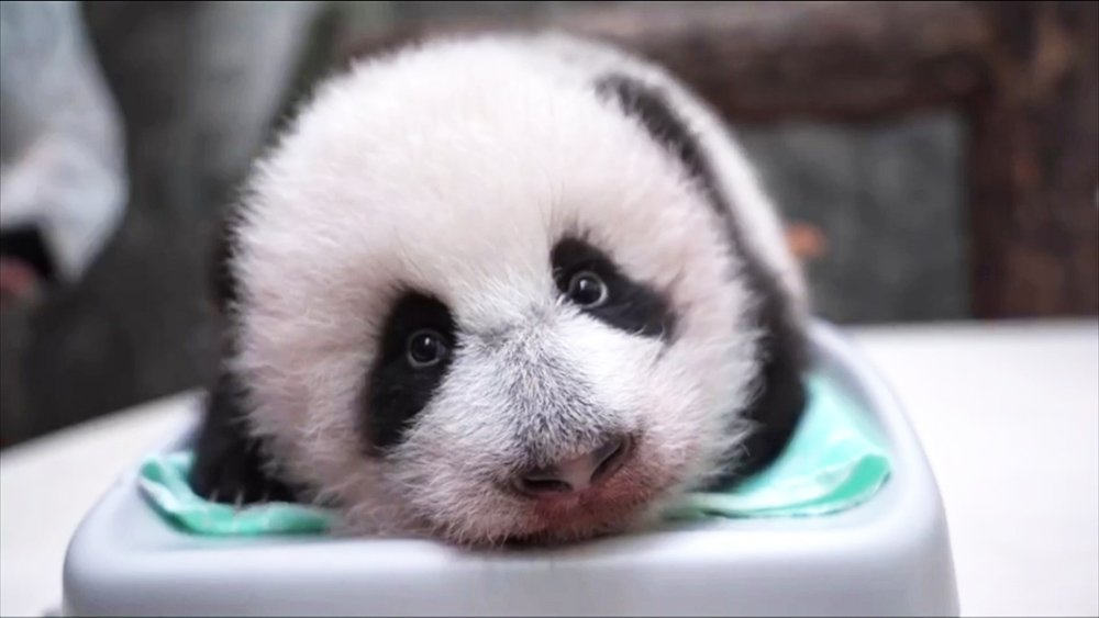 Свободу панде! В Московском зоопарке показали новое видео с малышкой / Город новостей на ТВЦ