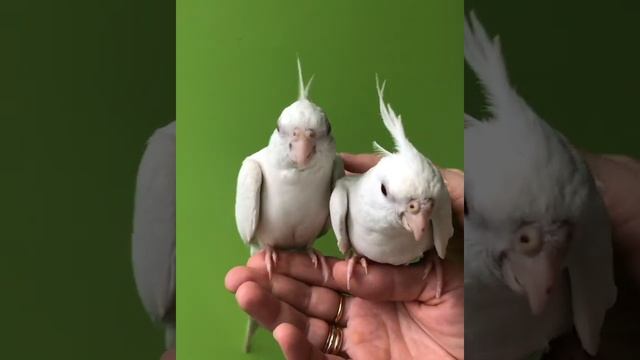 Белые Кореллы смотреть онлайн