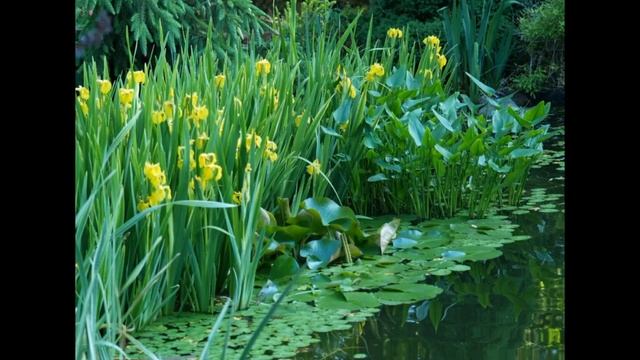 Аир болотный: лечебные свойства смотреть онлайн