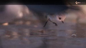 PIPER Teaser Trailer (2016) Pixar