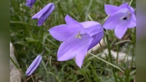 КОЛОКОЛЬЧИК  (CAMPANULA)  сем. Колокольчиковые