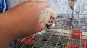 #перепелка не может снести яйцо.#Что делать?