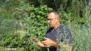 Полынь против "вредных" насекомых.