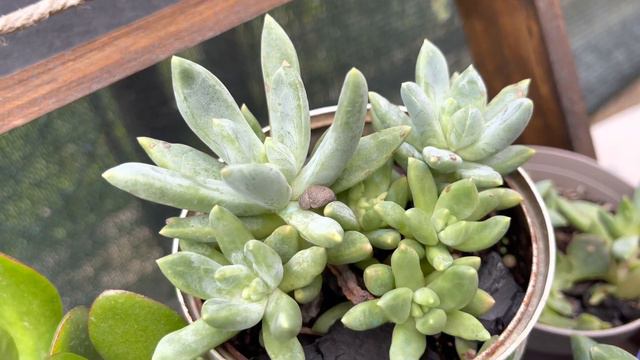 SUCULENTAS no tempo😱muita CHUVA aqui na Itália #planttour #suculentasnotempo#suculentasecactos смотреть онлайн