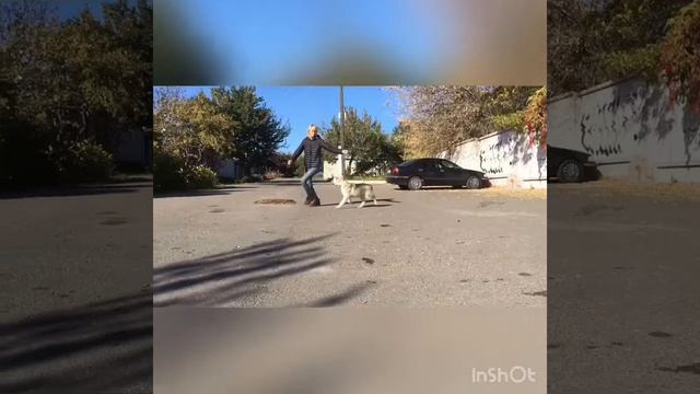 Щенок хаски