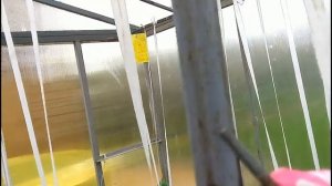 ВИДЕО ОБЗОР Третий год моей теплицы по Митлайдеру Простое откывание форточки