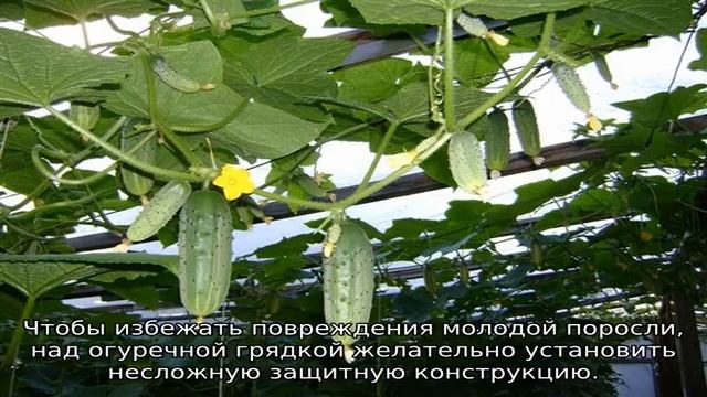 Выращивание огурцов на шпалере в открытом грунте