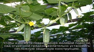 Выращивание огурцов на шпалере в открытом грунте