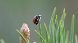 Взлет божьей коровки