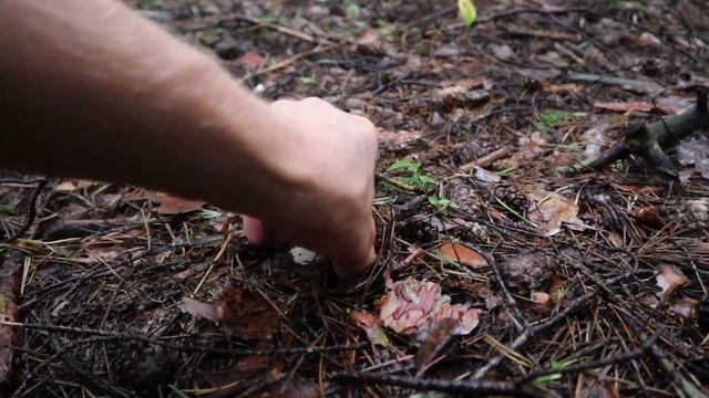 Если бы знали сколько белых грибов в лесу взяли бы больше пакетов... Lots of porcini mushrooms смотреть онлайн