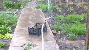 разбрызгиватель 5 х лепестковый жук