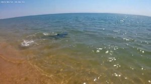 Дельфины подплыли совсем близко к пляжу