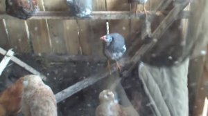 Цесарка краткий обзор