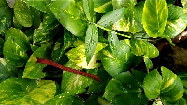 Golden Photos or Money Plant 🌿🍃🌱 смотреть онлайн