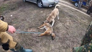 охота на шакала 2020