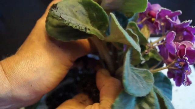 Как рассадить фиалку. Пересадка фиалок во время цветения смотреть онлайн
