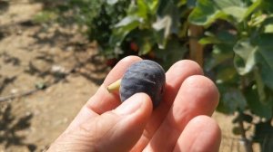 Инжир сорта Unknown Pastiliere fig