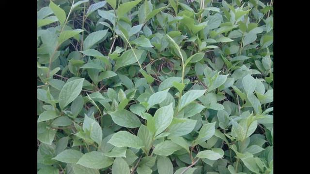 5 волшебных растений в моем доме смотреть онлайн