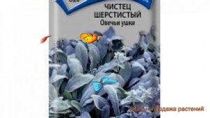 Чистец шерстистый Овечьи ушки (ovechi ushki) ? обзор: как сажать, семена чистеца Овечьи ушки