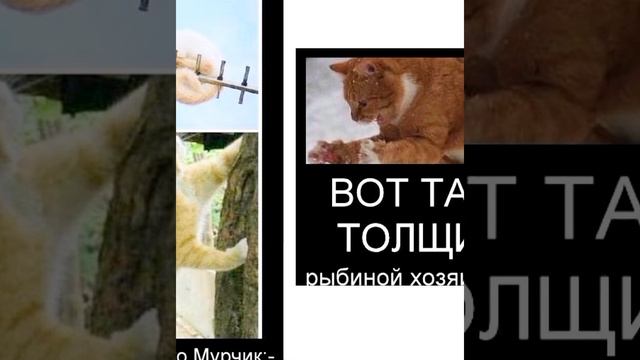 Вот я кот , и мои достижения! #мем СМЕШНЫЕ КОТИКИ И ЖИВОТНЫЕ ? #приколы ? с озвучкой ? ДОБРОЕ ВИДЕ смотреть онлайн