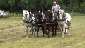 Конный привод вместо небольшого трактора. Конный пресс подборщик тюковый
