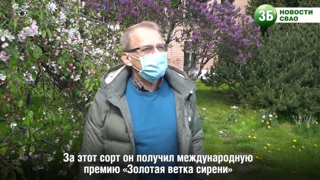 Пора цветения сирени: можно ли ее обрывать? смотреть онлайн