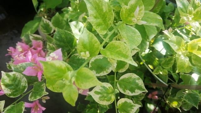 The Beauty of Bougainvillea Milo Batik #toprarebougainvillea #milobatik смотреть онлайн
