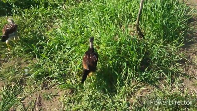 О Шамо курочка седушка смотреть онлайн