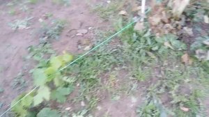 Как уйти от осеннего заморозка на винограде в московской области и его последствия