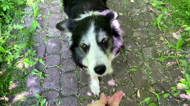 Команда "сидеть": как научить собаку смотреть онлайн