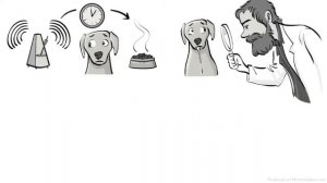 Классическое обусловливание Павлова (павловское) (Sprouts на русском)