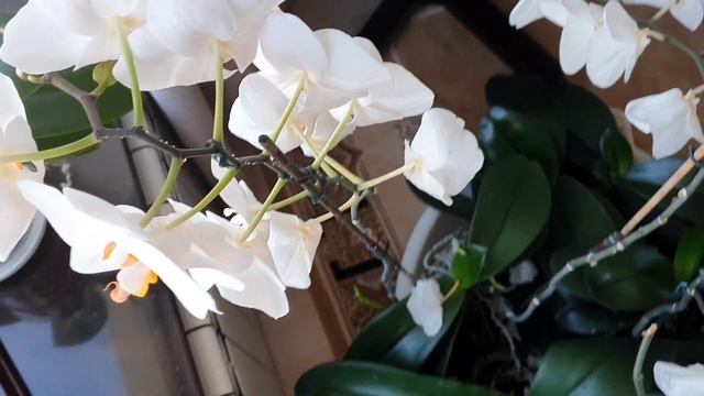 Орхидеи в октябре- 15 дней без хозяина. смотреть онлайн