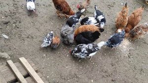 Голуби, австролорп черно-пестрый, русская хохлатая и деревенские куры