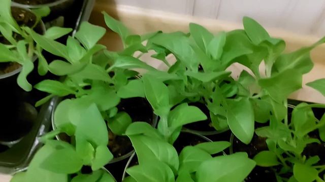 Мои петунии на 3.04.2022 смотреть онлайн